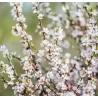 Prunus tomentosa ORIENT