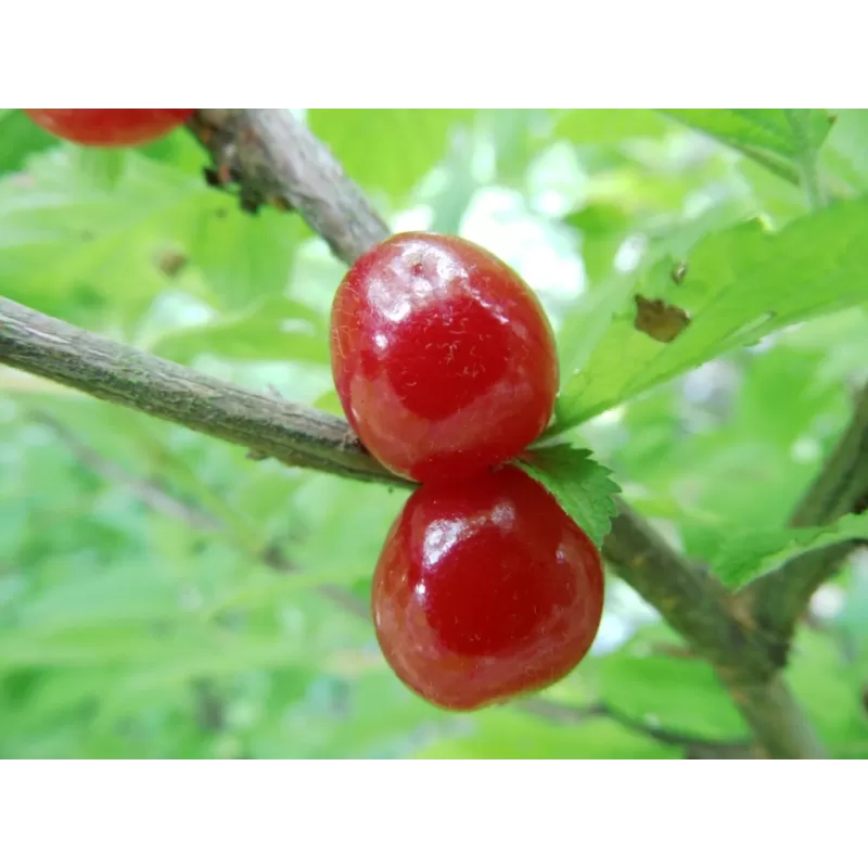 Prunus tomentosa ORIENT