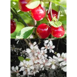 Pūkuotoji vyšnia - Prunus tomentosa ORIENT