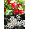 Prunus tomentosa ORIENT