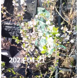 Prunus tomentosa ORIENT