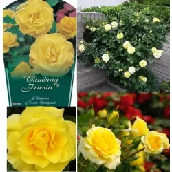 Rosa CLIMBING FRIESIA