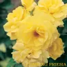 Rožė - Rosa CLIMBING FRIESIA ®