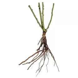 Rosa CLIMBING FRIESIA