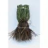 Rosa CLIMBING FRIESIA