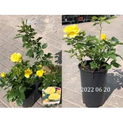 Rosa CLIMBING FRIESIA