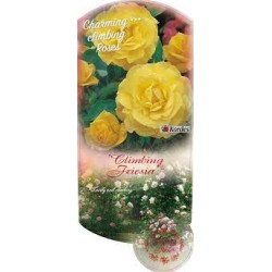 Rožė - Rosa CLIMBING FRIESIA ®
