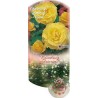 Rožė - Rosa CLIMBING FRIESIA ®