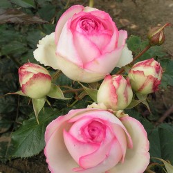 Rosa EDEN ROSE ®