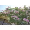 Rožė - Rosa EDEN ROSE ®