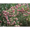 Rožė - Rosa EDEN ROSE ®