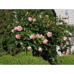 Rosa EDEN ROSE ®