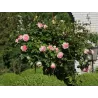 Rožė - Rosa EDEN ROSE ®