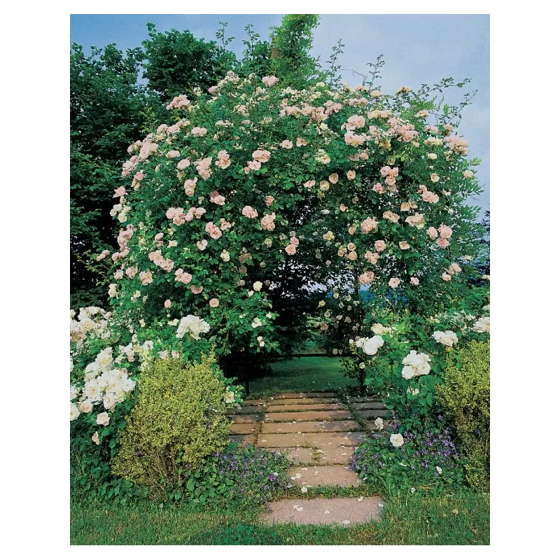 Rožė - Rosa MME ALFRED CARRIERE ®