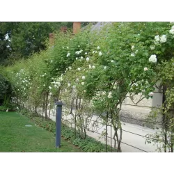 Rožė - Rosa MME ALFRED CARRIERE ®