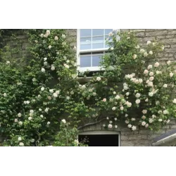 Rožė - Rosa MME ALFRED CARRIERE ®