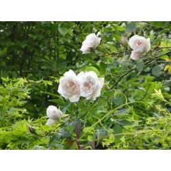 Rožė - Rosa MME ALFRED CARRIERE ®