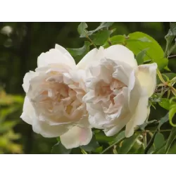 Rožė - Rosa MME ALFRED CARRIERE ®