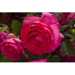 Rosa PINK EDEN ROSE ®