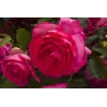 Rožė - Rosa PINK EDEN ROSE ®