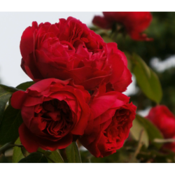 Rosa RED EDEN ROSE ®