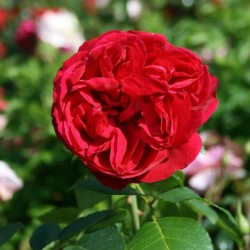 Rožė  - Rosa RED EDEN ROSE®