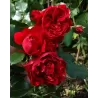 Rožė - Rosa SANTANA ®
