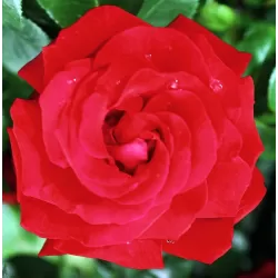Rožė - Rosa SANTANA ®