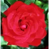 Rožė - Rosa SANTANA ®