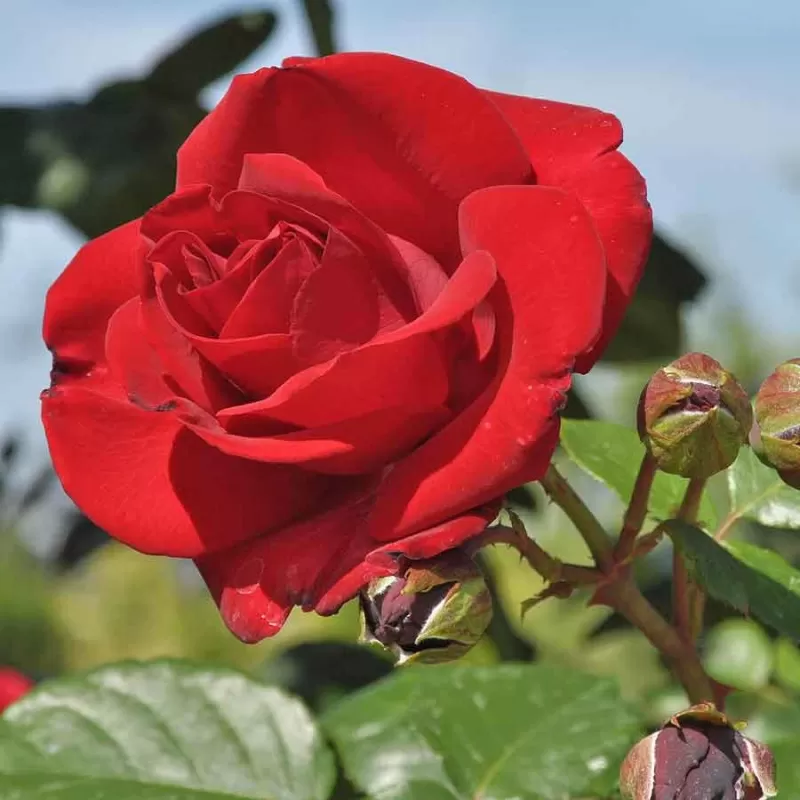 Rožių krūmai internetu su pristatymu į namus