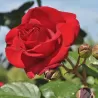 Rožė - Rosa SANTANA ®