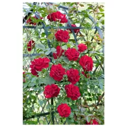 Rožių krūmai internetu su pristatymu į namus