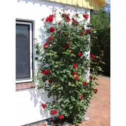 Rožių krūmai internetu su pristatymu į namus