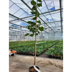 Užsisakyk augalus pavasariui jau dabar