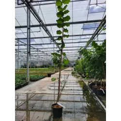 Užsisakyk augalus pavasariui jau dabar