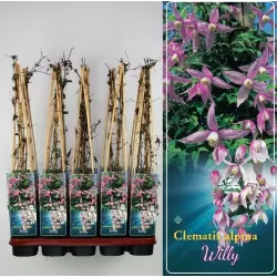 Raganė (vijutrė) - Clematis alpina WILLY