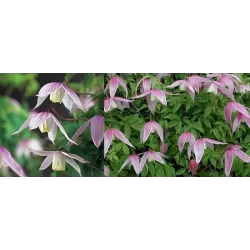 Raganė (vijutrė) - Clematis alpina WILLY