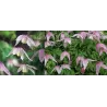 Clematis alpina WILLY