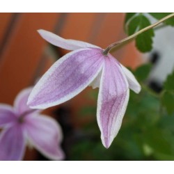 Clematis alpina WILLY