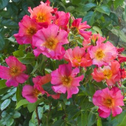 Rožė - Rosa PRETTY SUNRISE ®