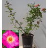 Rožė - Rosa PRETTY SUNRISE ®