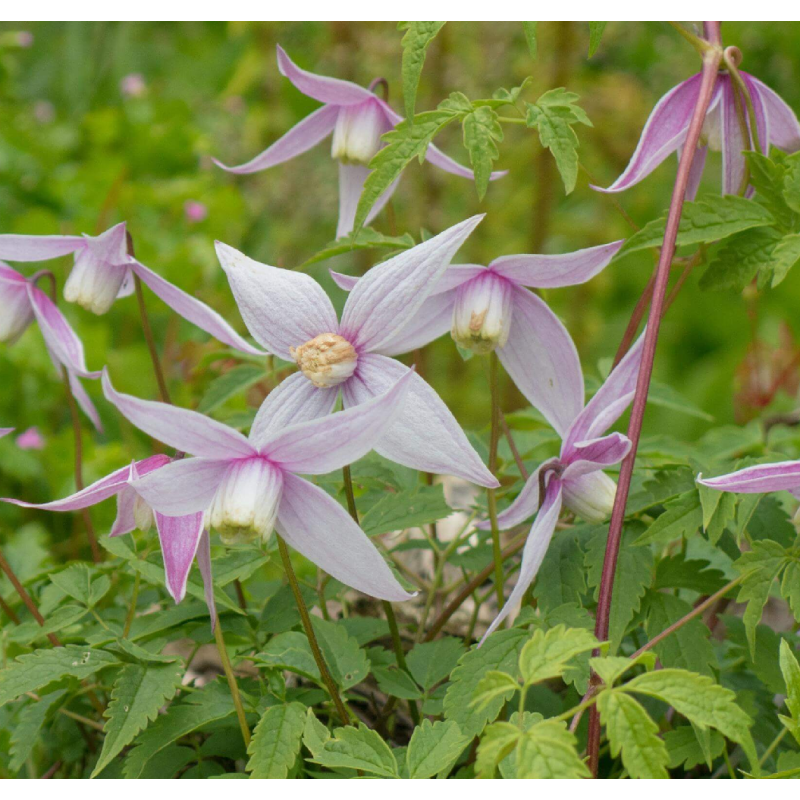 Clematis alpina WILLY