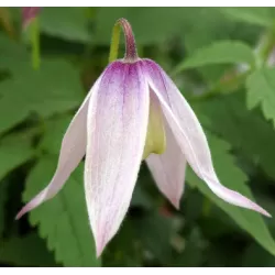 Clematis alpina WILLY