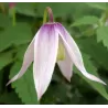 Clematis alpina WILLY