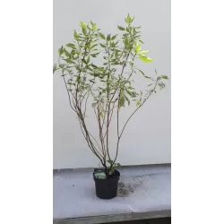 Sedula ELEGANTISSIMA