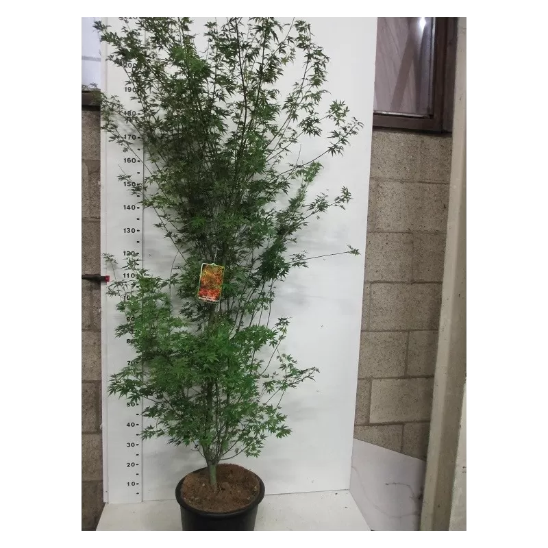 Medžiai ir krūmai internetu su pristatymu į namus visoje Lietuvoje