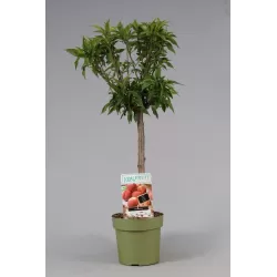 Persikai ir nektarinai internetu su pristatymu į namus