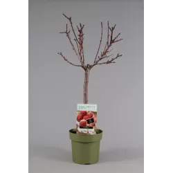 Peach - Prunus persica PATIOBOMEN PERZIK