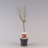 Peach - Prunus persica PATIOBOMEN PERZIK