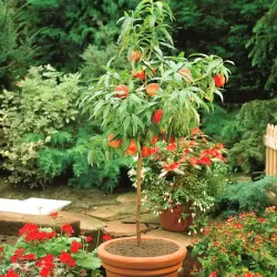 Peach - Prunus persica PATIOBOMEN PERZIK